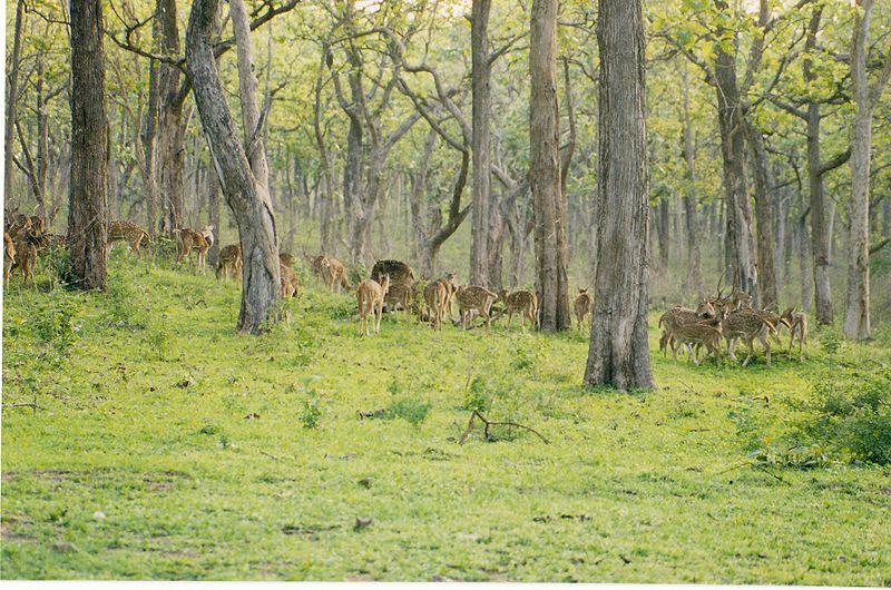 Bandipur National Park