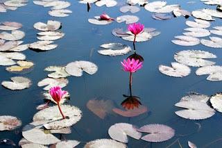 Water Lilies