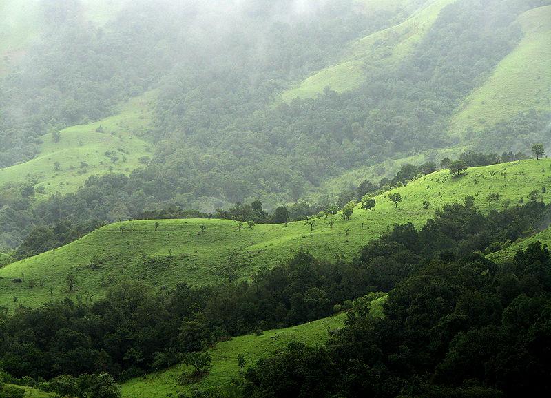 Shola Grasslands and forests in the Kudremukh National Park