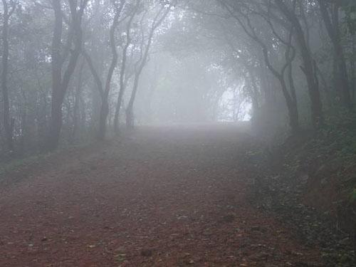 MATHERAN FOREST