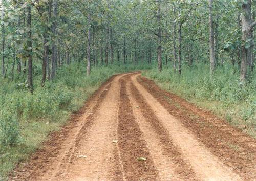 Forest Road