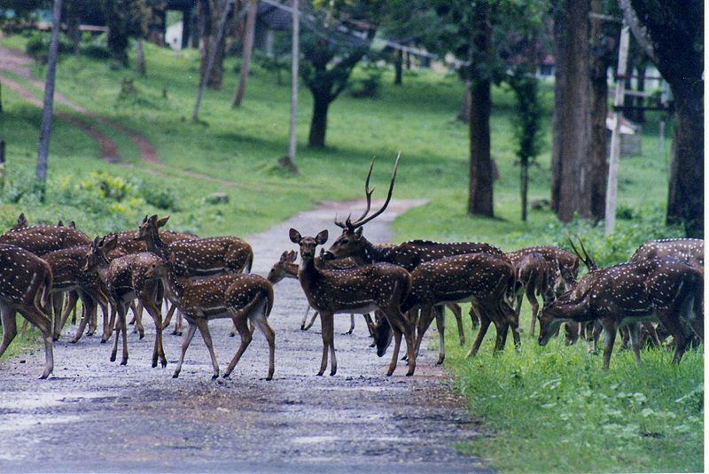 Spotted deer in Nagarhole