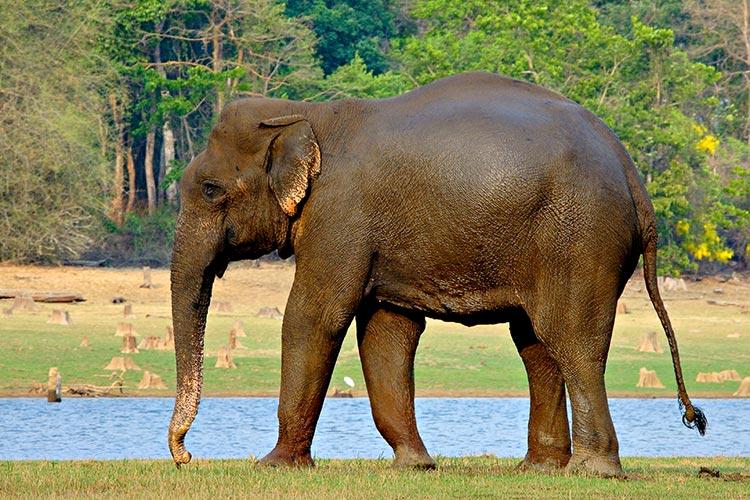Elephant in musth at Nagarhole