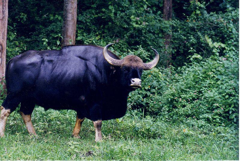 Male gaur in Nagarhole National Park