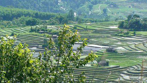 Terrace cultivation yingkiong