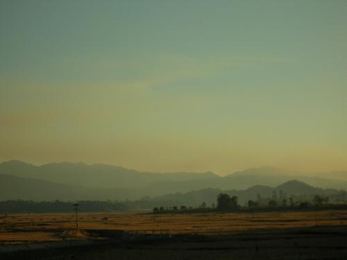 Ziro rice field