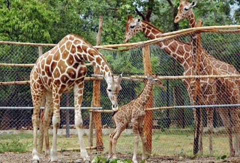 PATNA ZOO