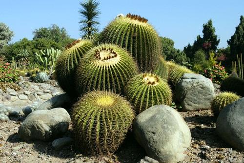 Cactus Garden Panchkula