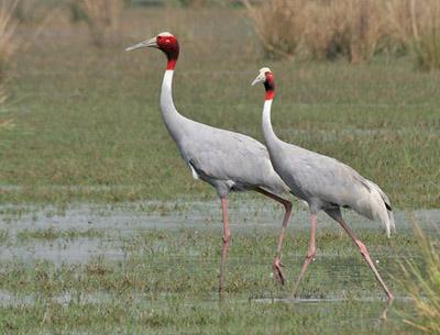 Sarus Crane (Grus antigone) at Sultanpur
