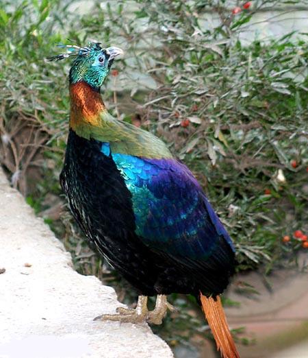 Male Monal