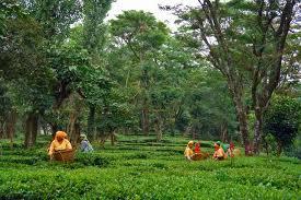 Palampur Tea Capital of North