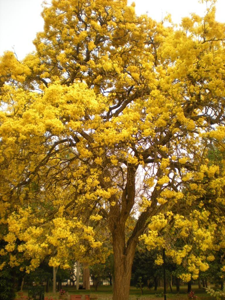 bangalure road sid trees