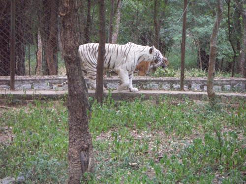 Betla National Park Jharkhand White Tiger