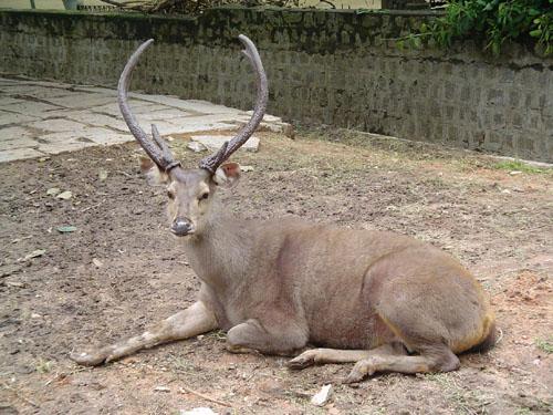 Sambar Deer at Betla National Park Jharkhand