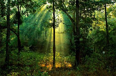 Betla national park forest India