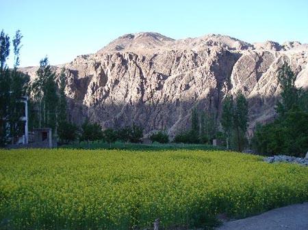 View of fields from alchi