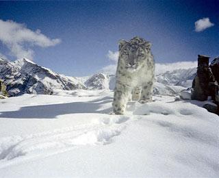 Snow Leopard Hemis