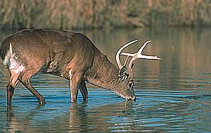  Annamalai wildlife