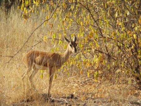 Bandhavgarh National Park