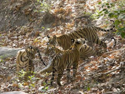 Bandhavgarh National Park