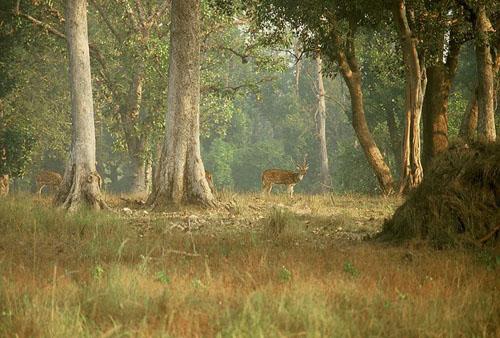 Spotted deer (Axis axis) at Kanha