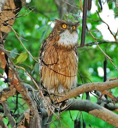 Brown Fish Owl Ketupa