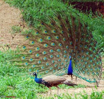 Kanha National Park