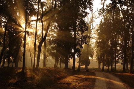 Morning in kanha park