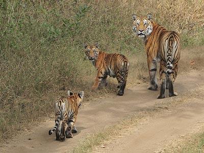 Panna National Park