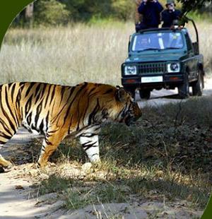 Tiger in pench national park