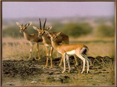 Madhav National Park Lake