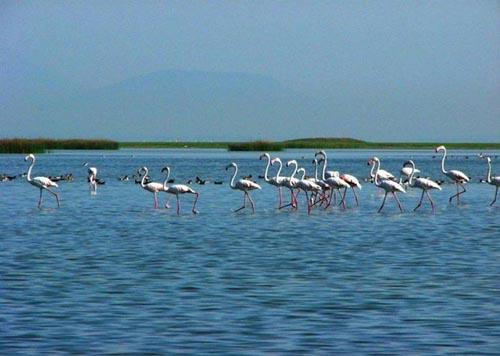 Chilika Lake