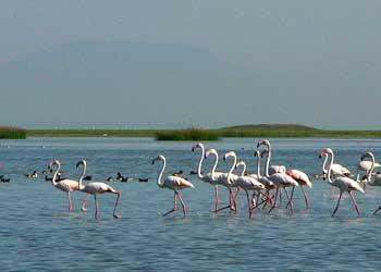 Chilika Lake
