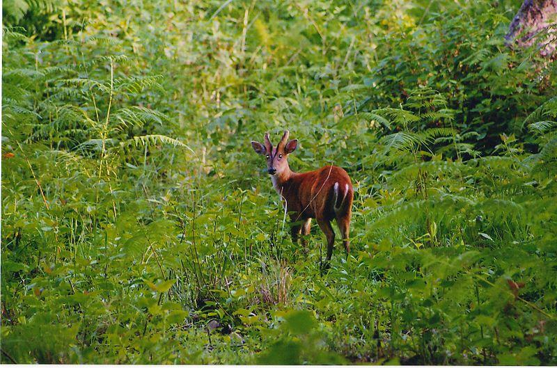 Barking deer