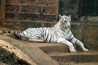 White Tiger nandankanan national park