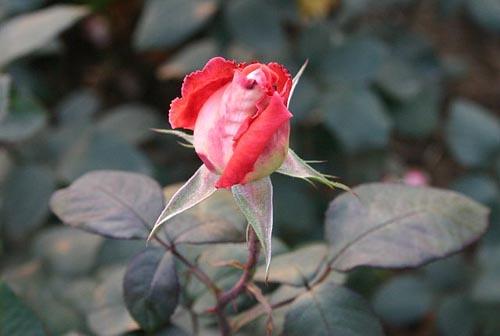 Red rose at Rose Garden Chandigarh