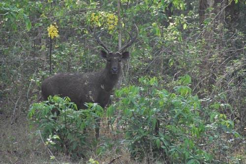 Sambar deer in forest