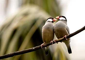 Bharatpur Bird Sanctuary