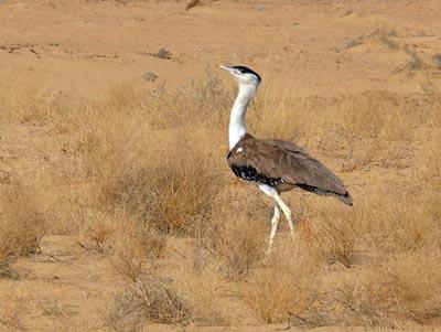 Great Indian Bustard