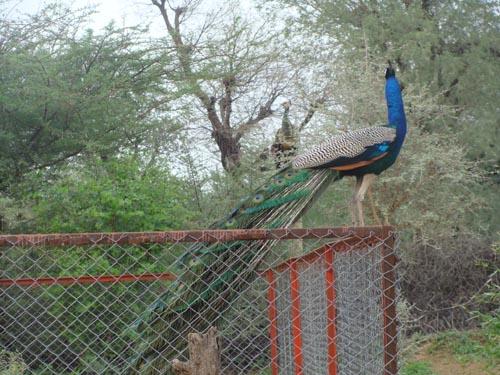 Peacocks on the road to Churu