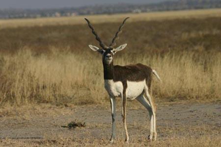 Black buck at tal chhapar