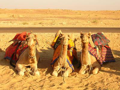 Jaisalmer Camel