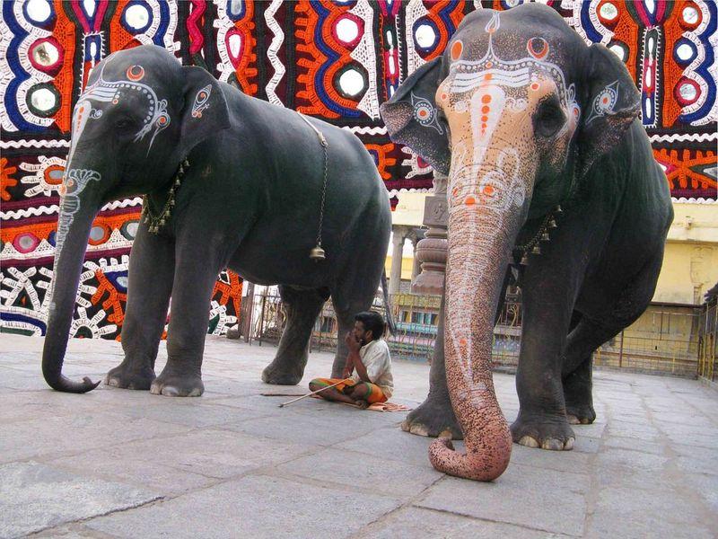 Kanchipuram Temple Elephants