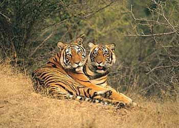 Ranthambore National Park