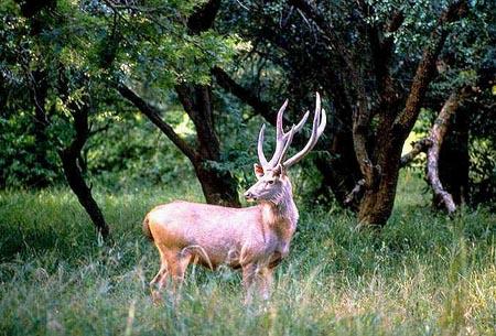 SariskaDeer Rajasthan Gohoto