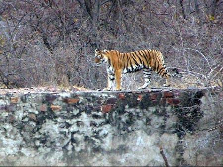 Sawai-Madhopur