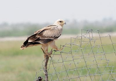 Tawny Eagle At Tal Chhapar Sanctuary