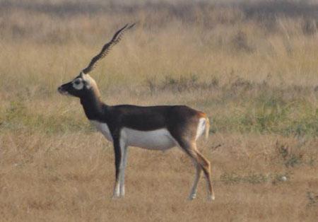 Tal-chhapar Sanctuary