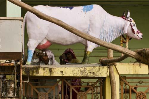 A cow shaped water fountain for devotees at Govardhan-in