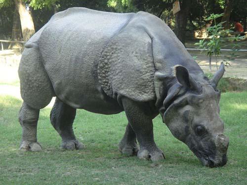 Rhinoceros at the zoo
